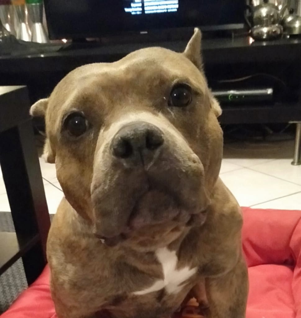 Pets healing