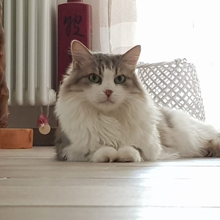 Pets healing