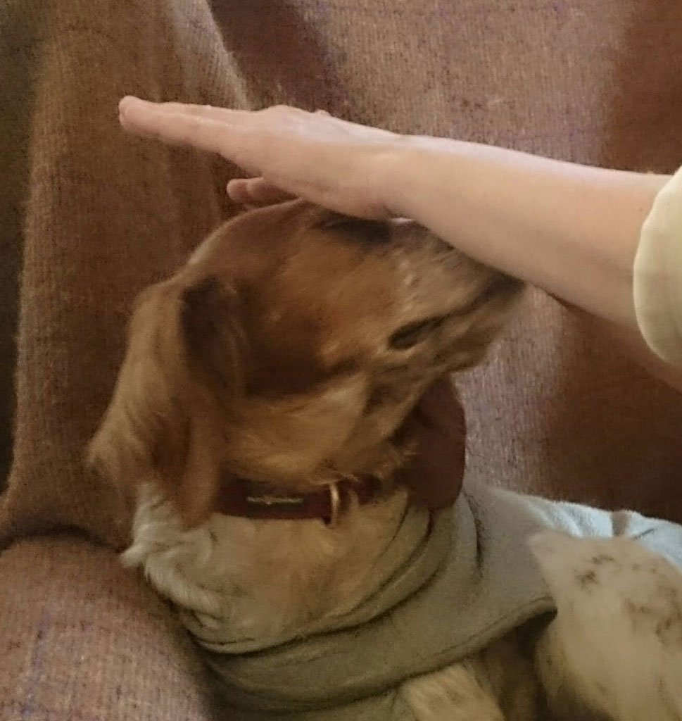 Pets healing