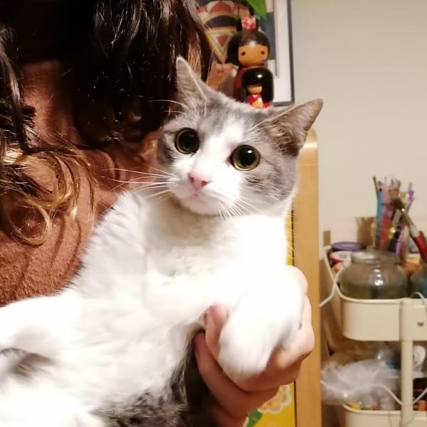 Pets healing